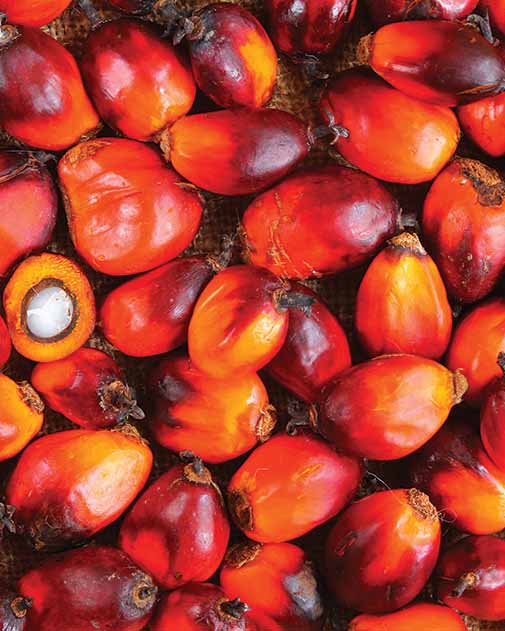 Granos de aceite de palma